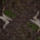 Killing the Kudzu Single