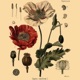 Poppy Seed Single