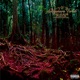 Aokigahara Forest