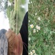 Gänseblümchen Single