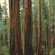 Redwoods Single