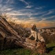 Dogs Single
