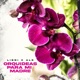 Orquídeas para Mi Madre Single