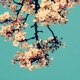 Marigold EP