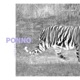 Ponno Single