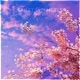 Sakura Single