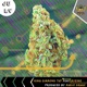 July feat Aye1ne Single