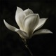 Magnolia Single