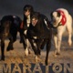 Maratón Single