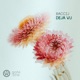 Déjà vu Extended Mix Single