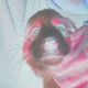 neck neck Single