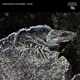 Iguana Single