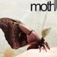 Moth Single