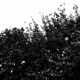 teeth demo Single