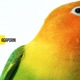 Agaporni Single