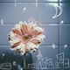 Stay Home Single