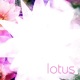 Lotus Singles 2001 2006