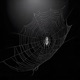 DARKWEB Single
