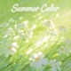 Summer Color Single