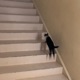 Myo Cat Single