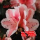 Maremba Single
