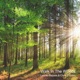 A Walk In The Woods Single