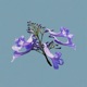 Jacaranda Single