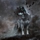 Lonely wolf