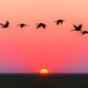 The Secret of the Birds feat isaac Single