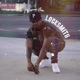Locksmith Single