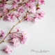 Flores Salvajes Single