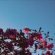 Saorsa Single