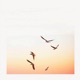 Seagulls Single