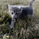 kitten in the well x mylancore Single