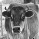 lone star demo Single