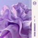 Lavender Fields Single