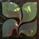 Sapling Single