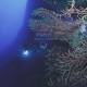 Atlantic Blue Single