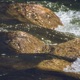 Under the Freshwater Company Single
