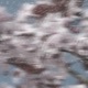 Cherry Blossom Single