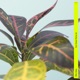 Sun Keeps Rising Up EP
