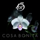 Cosa Bonita Single