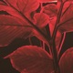 Red Leaves Single
