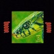 Snake In The Grass Single