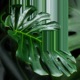 monstera deliciosa Single