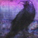 Raven Single