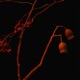 Revenge feat Yohji Igarashi Single