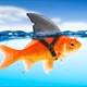 Shark Fin Single