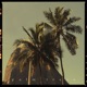 Palm Trees Single