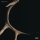 Albino Antler Single